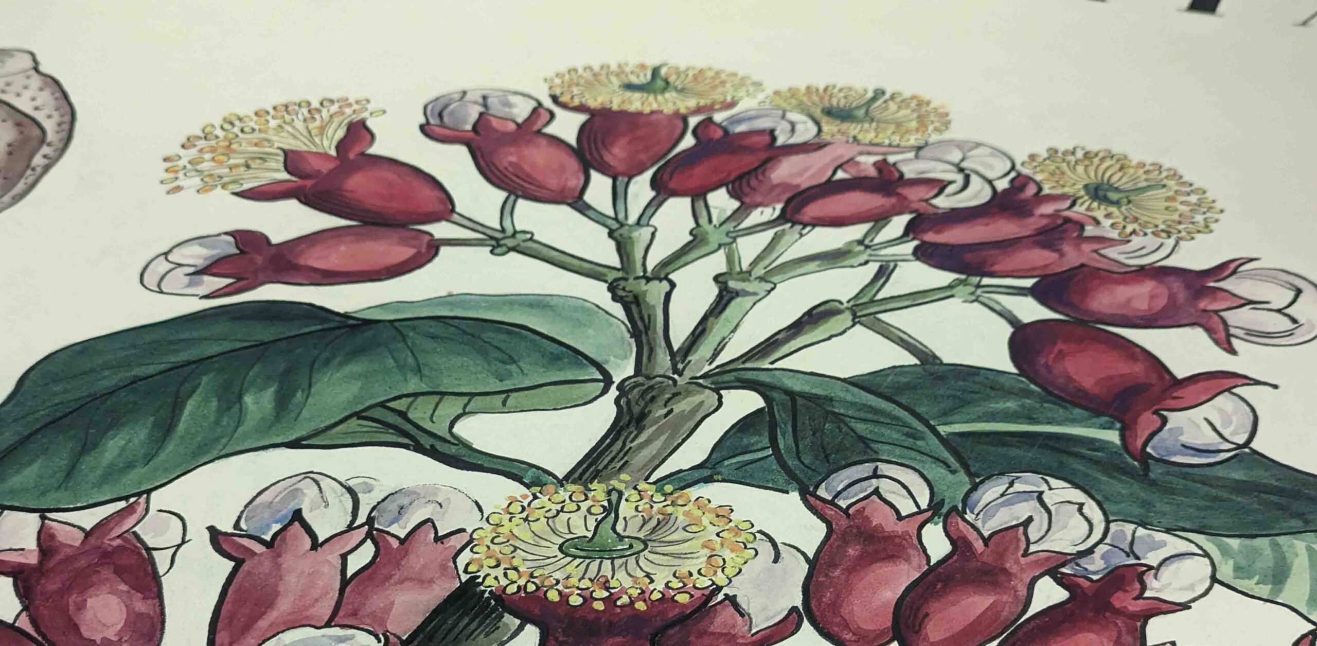 Patrimoine botanique numérisé au Musée du Vivant, AgroParisTech