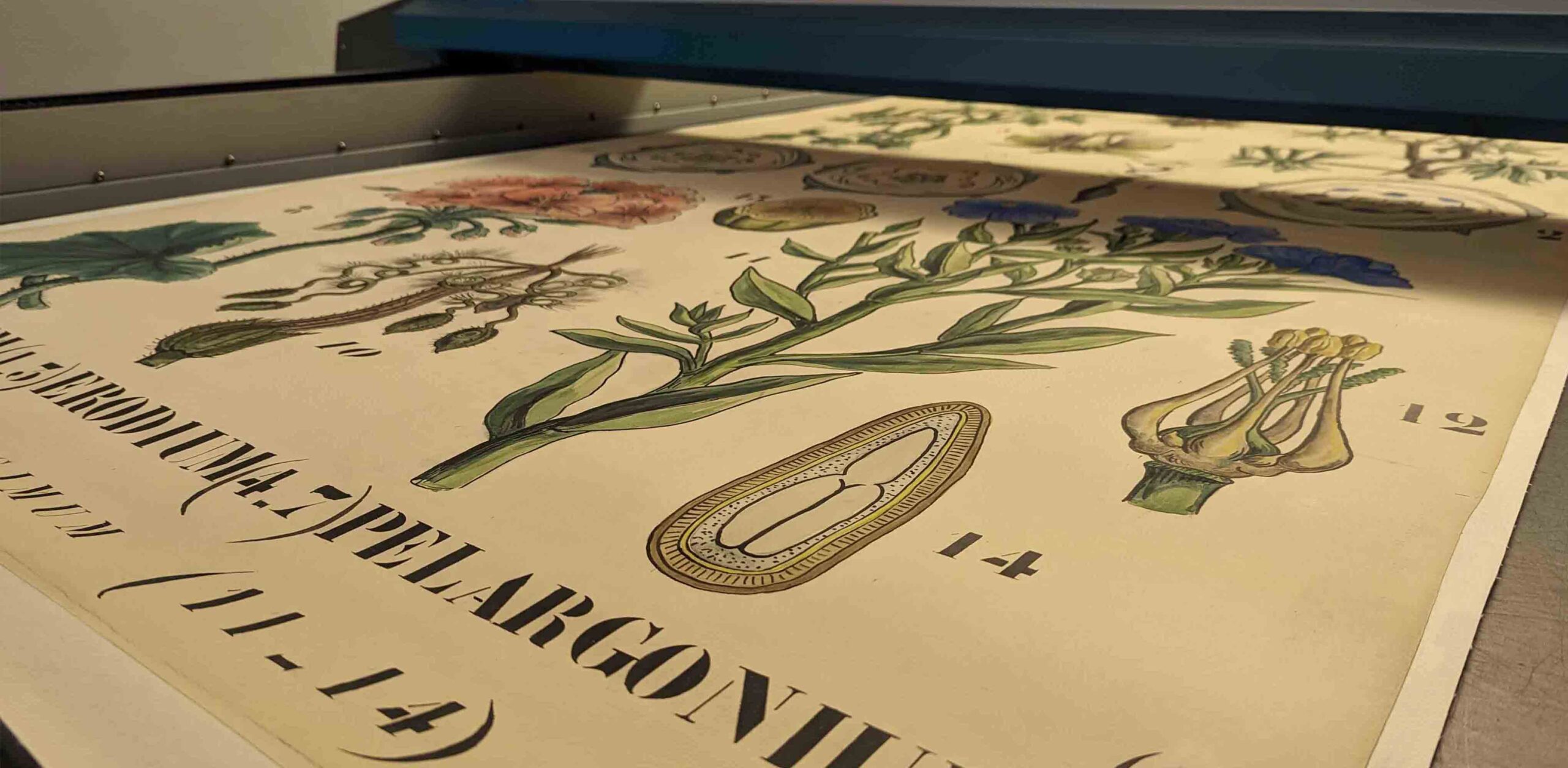 Reproduction de planches botaniques pour les expositions du Musée du Vivant